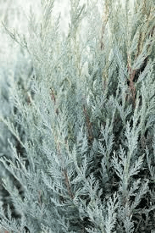 Moonlit Juniper 
