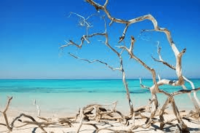 Rock Salt &amp; Driftwood 