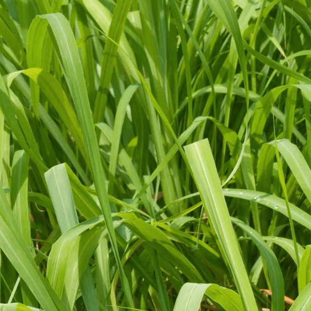Citronella 