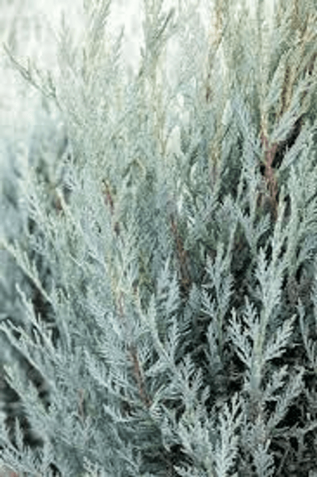 Moonlit Juniper 