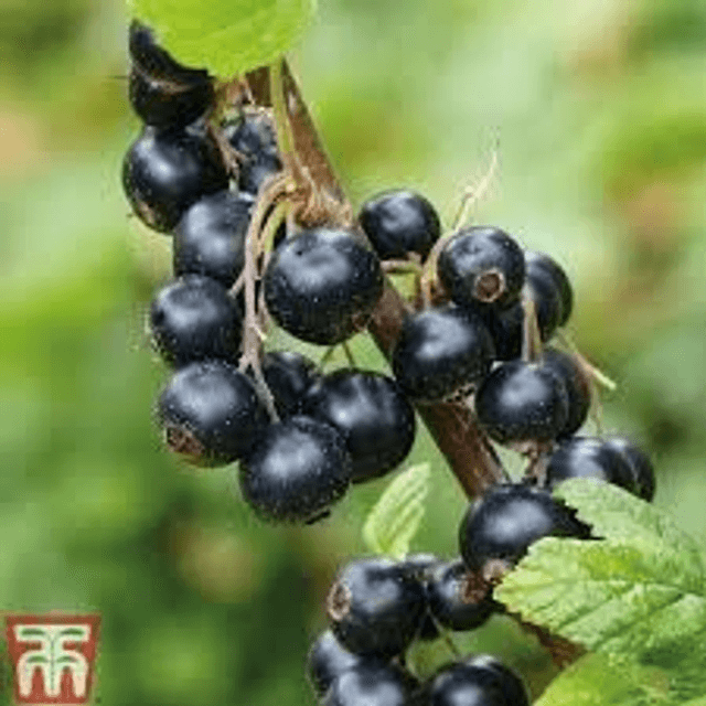Blackcurrant 